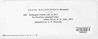 Cryptosphaeria eunomia image